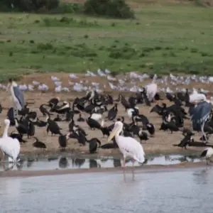 Explore 4 Day Gorillas, Wildlife and Chimp Trek at Kalinzu Forest for 4 days with Bamboo Ecotours and discover unforgettable experiences - Photo 4