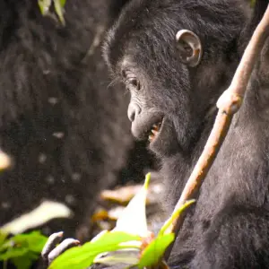Explore 4-Day Rwanda Gorillas and Golden Monkey Trek for 4 days with Bamboo Ecotours and discover unforgettable experiences - Photo 3