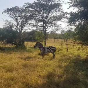Explore 11-Day Gorillas, Chimps, and Lake Mburo Wildlife Safari for 11 days with Bamboo Ecotours and discover unforgettable experiences - Photo 3