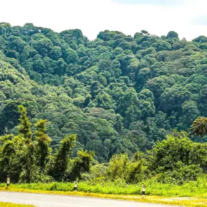 Explore 3-Day Rwanda Gorillas and Golden Monkey Trek for 3 days with Bamboo Ecotours and discover unforgettable experiences - Photo 3