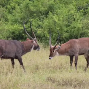 Explore 5 Day Gorillas, Wildlife and Chimp Trek at Kalinzu Forest for 5 days with Bamboo Ecotours and discover unforgettable experiences - Photo 5