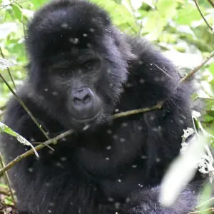 Explore 2-Day Rwanda Gorilla Trekking Budget Safari for 2 days with Bamboo Ecotours and discover unforgettable experiences - Photo 3