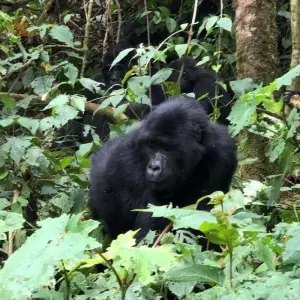 Explore 6 Day Gorillas, Golden Monkeys and Chimp Trek at Kibale Forest for 6 days with Bamboo Ecotours and discover unforgettable experiences - Photo 4