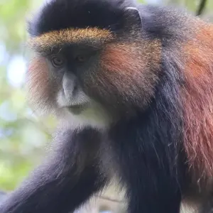 Explore 4-Day Rwanda Gorillas and Golden Monkey Trek for 4 days with Bamboo Ecotours and discover unforgettable experiences - Photo 4