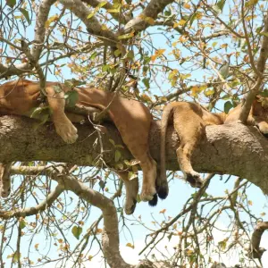 Explore 7-Day Rwanda Gorillas, Wildlife & Chimp Trekking Safari for 7 days with Bamboo Ecotours and discover unforgettable experiences - Photo 4