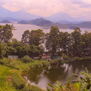 Explore 3-Day Rwanda Gorillas and Golden Monkey Trek for 3 days with Bamboo Ecotours and discover unforgettable experiences - Photo 4