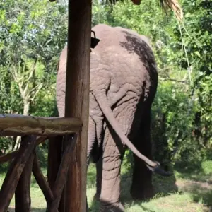 Explore 5 Day Gorillas, Wildlife and Chimp Trek at Kalinzu Forest for 5 days with Bamboo Ecotours and discover unforgettable experiences - Photo 6