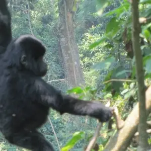 Explore 3 Day Kalinzu Forest Chimps and Gorilla Trek for 3 days with Bamboo Ecotours and discover unforgettable experiences - Photo 6