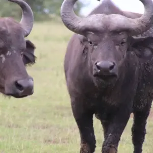 Explore 4 Day Gorillas, Wildlife and Chimp Trek at Kalinzu Forest for 4 days with Bamboo Ecotours and discover unforgettable experiences - Photo 6