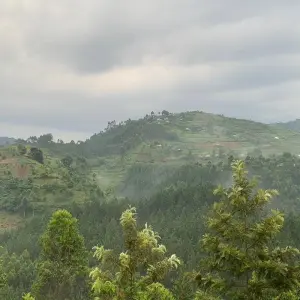 Explore Transfer from Kisoro Airport to Bwindi National Park for 2 days with Bamboo Ecotours and discover unforgettable experiences - Photo 5