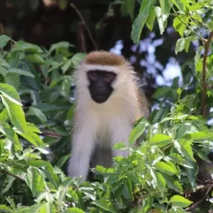 Explore 5 Day Gorillas, Wildlife and Chimp Trek at Kalinzu Forest for 5 days with Bamboo Ecotours and discover unforgettable experiences - Photo 7