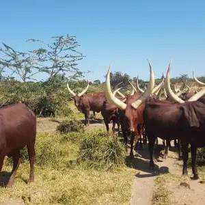 Explore 11-Day Gorillas, Chimps, and Lake Mburo Wildlife Safari for 11 days with Bamboo Ecotours and discover unforgettable experiences - Photo 5