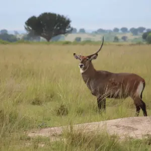 Explore 7-Day Rwanda Gorillas, Wildlife & Chimp Trekking Safari for 7 days with Bamboo Ecotours and discover unforgettable experiences - Photo 5