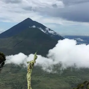 Explore 3-Day Rwanda Gorillas and Golden Monkey Trek for 3 days with Bamboo Ecotours and discover unforgettable experiences - Photo 5