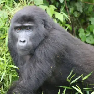 Explore 2-Day Rwanda Gorilla Trekking Budget Safari for 2 days with Bamboo Ecotours and discover unforgettable experiences - Photo 5