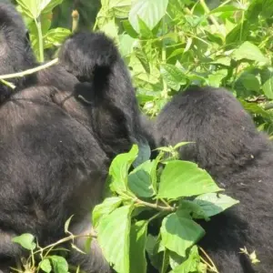 Explore 3 Day Kalinzu Forest Chimps and Gorilla Trek for 3 days with Bamboo Ecotours and discover unforgettable experiences - Photo 7