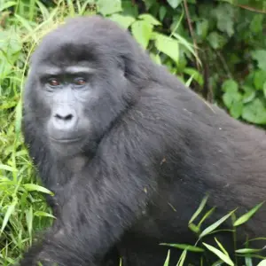 Explore 3 Day Uganda Gorilla Trek Budget Safari via Entebbe for 3 days with Bamboo Ecotours and discover unforgettable experiences - Photo 6