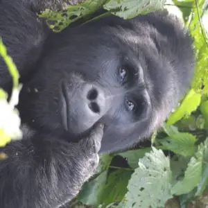Explore 6 Day Gorillas, Golden Monkeys and Chimp Trek at Kibale Forest for 6 days with Bamboo Ecotours and discover unforgettable experiences - Photo 6