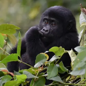 Explore 4-Day Rwanda Gorillas and Golden Monkey Trek for 4 days with Bamboo Ecotours and discover unforgettable experiences - Photo 6