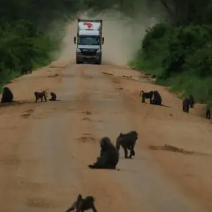 Explore 7-Day Rwanda Gorillas, Wildlife & Chimp Trekking Safari for 7 days with Bamboo Ecotours and discover unforgettable experiences - Photo 6