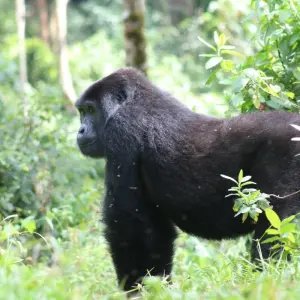 Explore 2-Day Rwanda Gorilla Trekking Budget Safari for 2 days with Bamboo Ecotours and discover unforgettable experiences - Photo 6