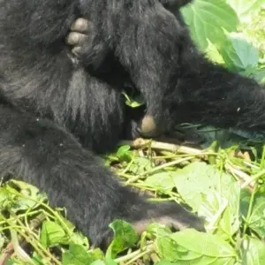 Explore 3 Day Kalinzu Forest Chimps and Gorilla Trek for 3 days with Bamboo Ecotours and discover unforgettable experiences - Photo 8