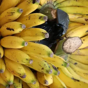 Explore 6 Day Gorillas, Golden Monkeys and Chimp Trek at Kibale Forest for 6 days with Bamboo Ecotours and discover unforgettable experiences - Photo 7