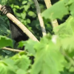 Explore 2 Day Gorilla Trekking Budget Safari in Uganda for 2 days with Bamboo Ecotours and discover unforgettable experiences - Photo 8