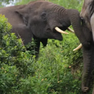 Explore 7-Day Rwanda Gorillas, Wildlife & Chimp Trekking Safari for 7 days with Bamboo Ecotours and discover unforgettable experiences - Photo 7