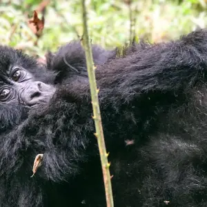 Explore 2-Day Rwanda Gorilla Trekking Budget Safari for 2 days with Bamboo Ecotours and discover unforgettable experiences - Photo 7