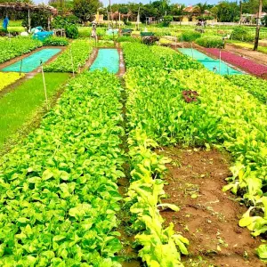 Explore 10 DAYS  EXPLORING VIETNAM HIGHTLIGHT COVERING : HANOI CITY, NINH BINH, HALONG BAY, HOI AN, MEKONG DELTA for 10 days with Bamboo Hat Tours.,ltd and discover unforgettable experiences - Photo 8