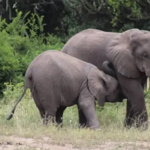 Explore 5 Day Gorillas, Wildlife and Chimp Trek at Kalinzu Forest for 5 days with Bamboo Ecotours and discover unforgettable experiences - Photo 11