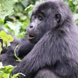 Explore 3 Day Kalinzu Forest Chimps and Gorilla Trek for 3 days with Bamboo Ecotours and discover unforgettable experiences - Photo 11