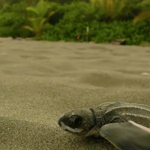 Explore Tortuguero Trails & Pacuare Rapids 4D/3N for 4 days with Bamba Travel and discover unforgettable experiences - Photo 2