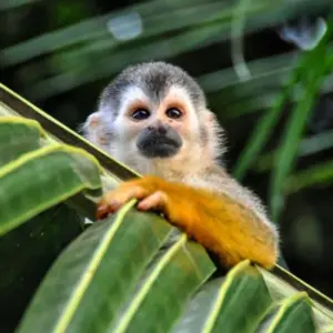 Explore Tortuguero Trails & Pacuare Rapids 4D/3N for 4 days with Bamba Travel and discover unforgettable experiences - Photo 4