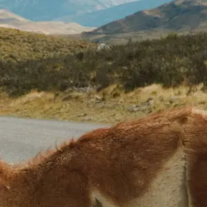 Explore Torres del Paine and Ushuaia Adventure 9D/8N for 9 days with Bamba Travel and discover unforgettable experiences - Photo 6