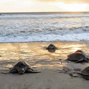 Explore Tortuguero Trails & Pacuare Rapids 4D/3N for 4 days with Bamba Travel and discover unforgettable experiences - Photo 9