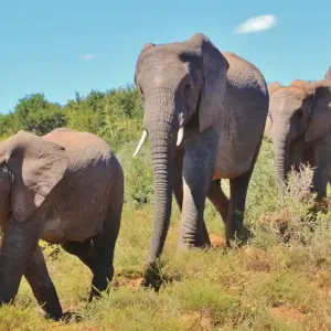 Explore Garden Route & Addo Adventure 5D/4N for 5 days with Bamba Travel and discover unforgettable experiences - Photo 2