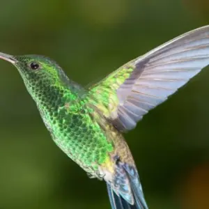 Explore Tortuguero Trails & Pacuare Rapids 4D/3N for 4 days with Bamba Travel and discover unforgettable experiences - Photo 10