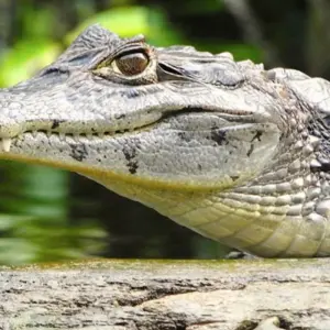 Explore Tortuguero Trails & Pacuare Rapids 4D/3N for 4 days with Bamba Travel and discover unforgettable experiences - Photo 11