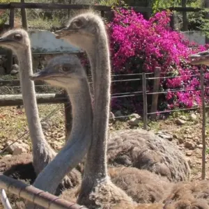 Explore Garden Route & Addo Adventure 5D/4N for 5 days with Bamba Travel and discover unforgettable experiences - Photo 4