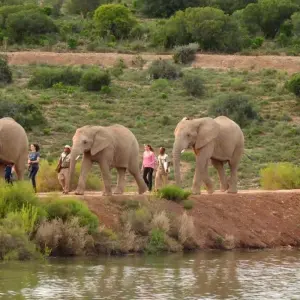 Explore Garden Route & Wine Adventure 7D/6N for 7 days with Bamba Travel and discover unforgettable experiences - Photo 2