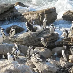 Explore Garden Route & Wine Adventure 7D/6N for 7 days with Bamba Travel and discover unforgettable experiences - Photo 3
