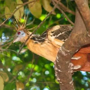 Explore Bolivian Amazon Pampas Adventure 3D/2N (from Rurrenabaque) for 3 days with Bamba Travel and discover unforgettable experiences - Photo 3