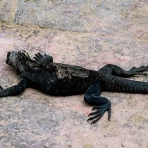 Explore Galapagos Island Hopping Adventure 7D/6N for 7 days with Bamba Travel and discover unforgettable experiences - Photo 2