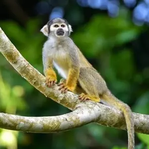 Explore Iquitos Amazon Jungle Adventure 5D/4N for 5 days with Bamba Travel and discover unforgettable experiences - Photo 2