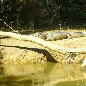 Explore Bolivian Amazon Pampas Adventure 3D/2N (from Rurrenabaque) for 3 days with Bamba Travel and discover unforgettable experiences - Photo 4