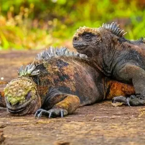 Explore Galapagos Island Hopping Adventure 7D/6N for 7 days with Bamba Travel and discover unforgettable experiences - Photo 3