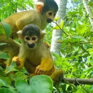 Explore Bolivian Amazon Pampas Adventure 3D/2N (from Rurrenabaque) for 3 days with Bamba Travel and discover unforgettable experiences - Photo 5
