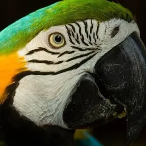 Explore Puerto Maldonado Amazon Eco-Lodge 5D/4N (from Puerto Maldonado) for 5 days with Bamba Travel and discover unforgettable experiences - Photo 3